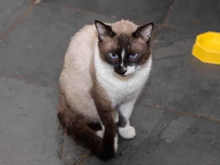 Gato ra a SRD-ViraLata idade 3 anos nome Alcides