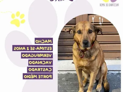 Cachorro raça SRD-ViraLata idade 2 anos nome Duck