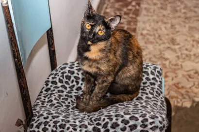 Gato raça SRD-ViraLata idade 1 ano nome Twix