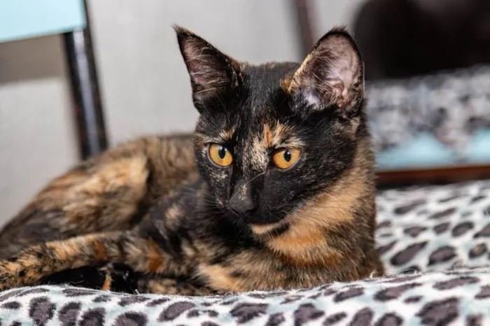 Gato ra a SRD-ViraLata idade 1 ano nome Twix