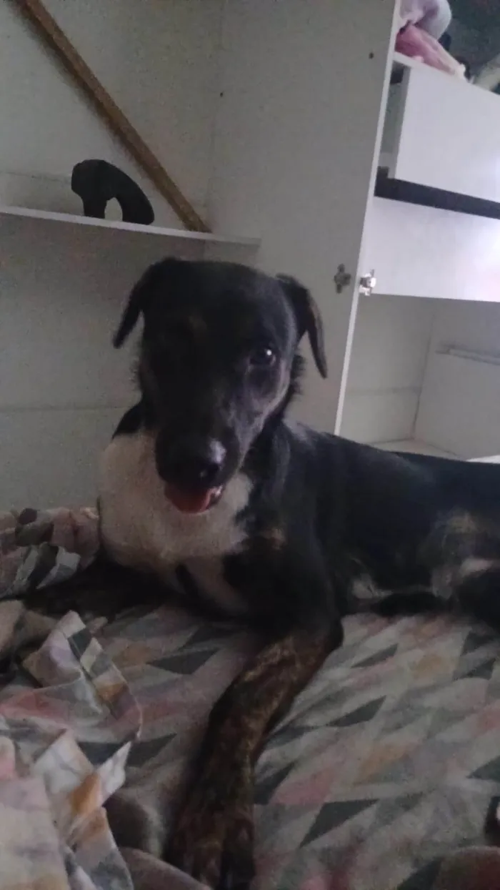 Cachorro ra a SRD-ViraLata idade 1 ano nome Marley