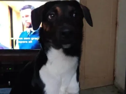 Cachorro raça SRD-ViraLata idade 1 ano nome Marley