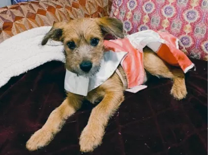Cachorro raça SRD-ViraLata idade 2 a 6 meses nome Yuki