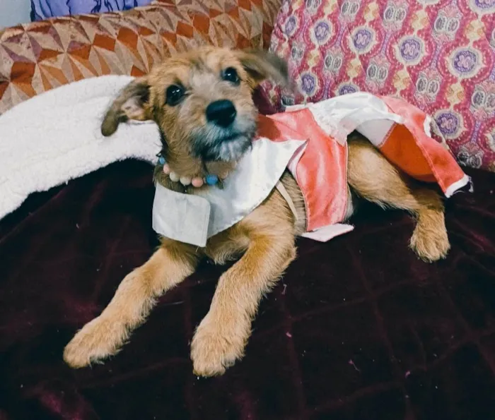 Cachorro ra a SRD-ViraLata idade 2 a 6 meses nome Yuki