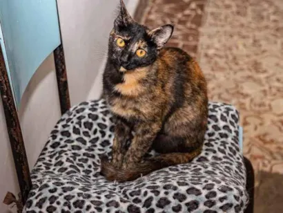 Gato raça SRD-ViraLata idade 1 ano nome Twix