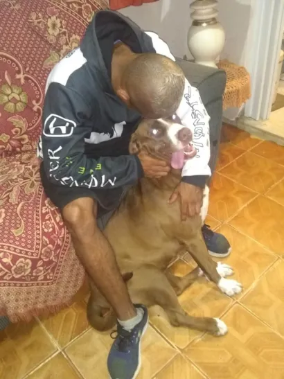 Cachorro raça Pit-Bull idade 5 anos nome Zaza 