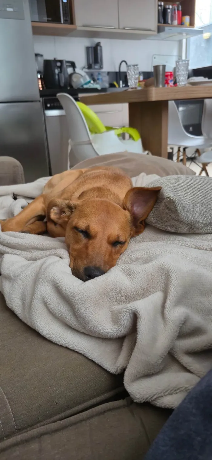 Cachorro ra a SRD-ViraLata idade 2 a 6 meses nome Farofa