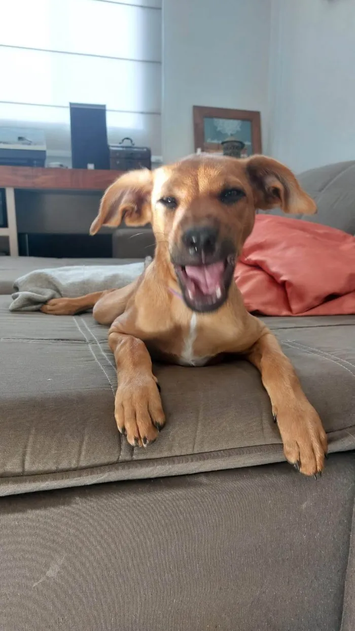 Cachorro ra a SRD-ViraLata idade 2 a 6 meses nome Farofa