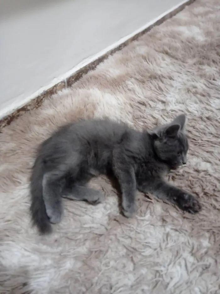 Gato ra a SRD-ViraLata idade 2 a 6 meses nome Keysha