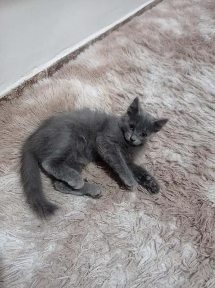 Gato ra a SRD-ViraLata idade 2 a 6 meses nome Keysha