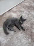 Keysha