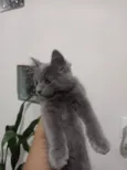 Keysha