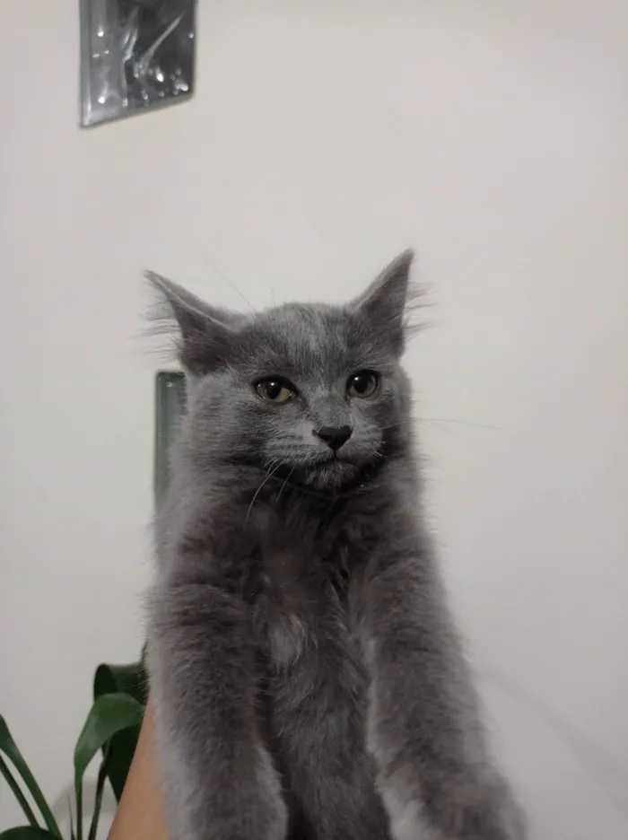 Gato ra a SRD-ViraLata idade 2 a 6 meses nome Keysha