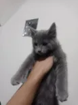 Keysha