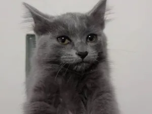 Gato raça SRD-ViraLata idade 2 a 6 meses nome Keysha