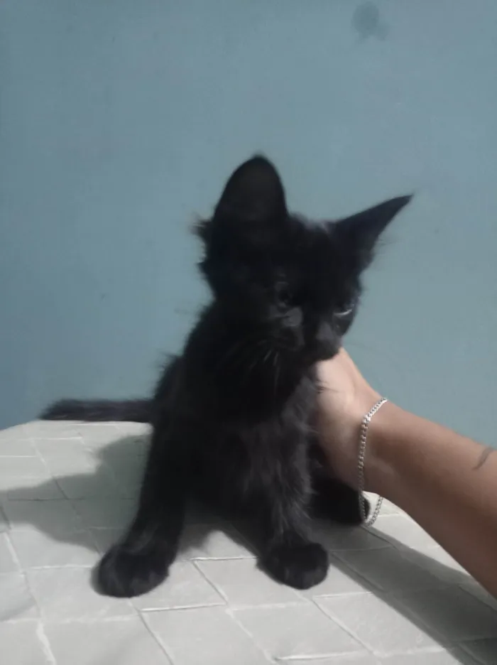 Gato ra a SRD-ViraLata idade 2 a 6 meses nome Tonya
