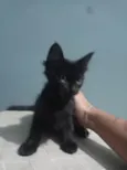 Tonya