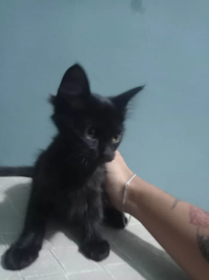 Gato ra a SRD-ViraLata idade 2 a 6 meses nome Tonya