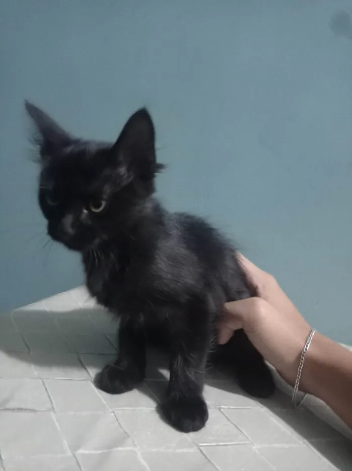 Gato ra a SRD-ViraLata idade 2 a 6 meses nome Tonya