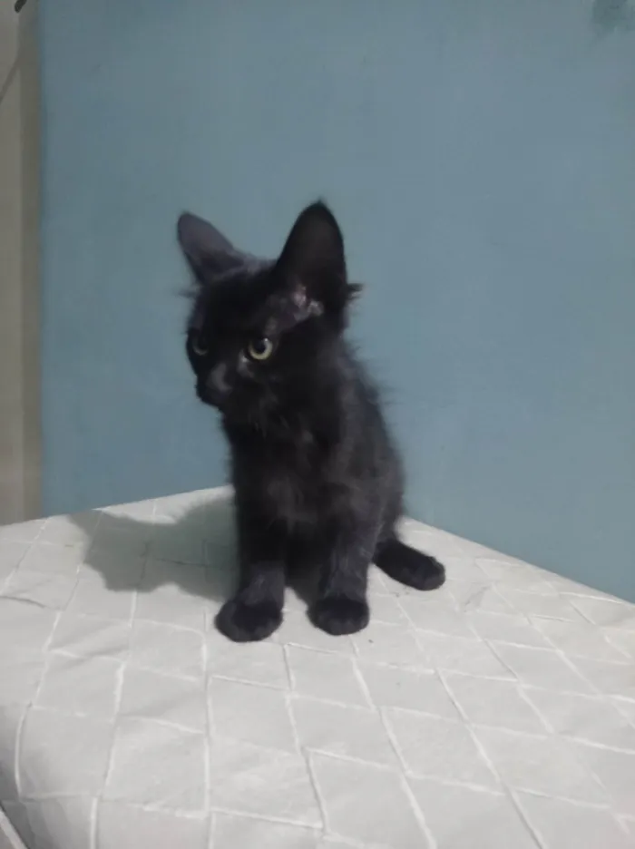 Gato ra a SRD-ViraLata idade 2 a 6 meses nome Tonya