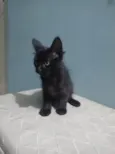 Tonya