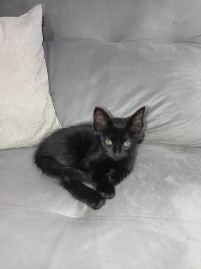 Gato ra a SRD-ViraLata idade 2 a 6 meses nome Tonya