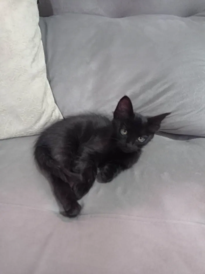 Gato ra a SRD-ViraLata idade 2 a 6 meses nome Tonya