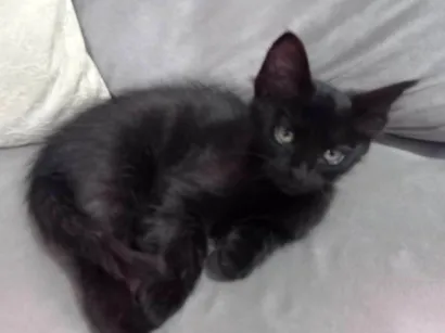 Gato raça SRD-ViraLata idade 2 a 6 meses nome Tonya