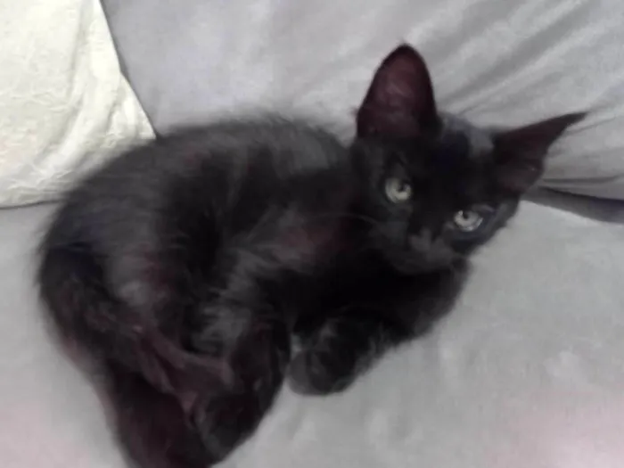 Gato ra a SRD-ViraLata idade 2 a 6 meses nome Tonya