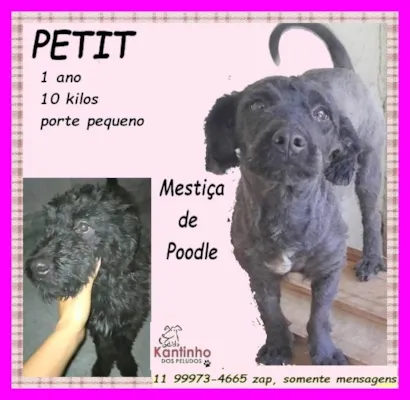 Cachorro raça Poodle idade 1 ano nome Petit