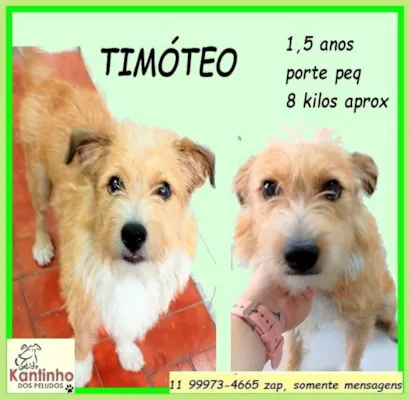 Cachorro raça SRD-ViraLata idade 1 ano nome Timóteo