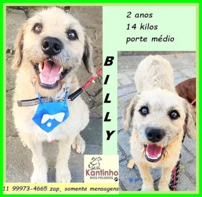 Cachorro raça SRD-ViraLata idade 2 anos nome Billy