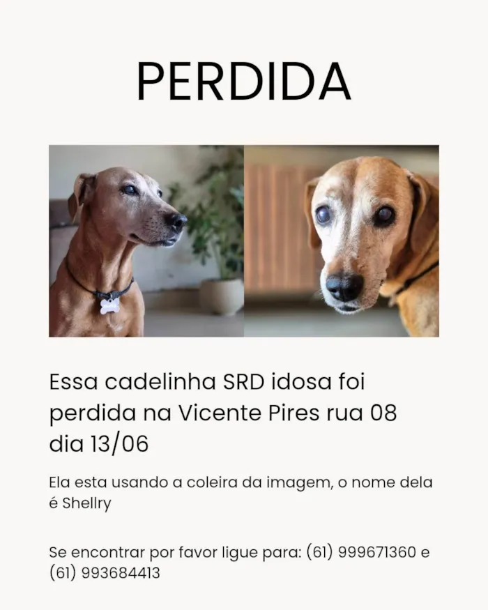 Cachorro ra a SRD-ViraLata idade 6 ou mais anos nome Shellry 