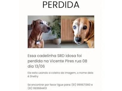 Cachorro raça SRD-ViraLata idade 6 ou mais anos nome Shellry 