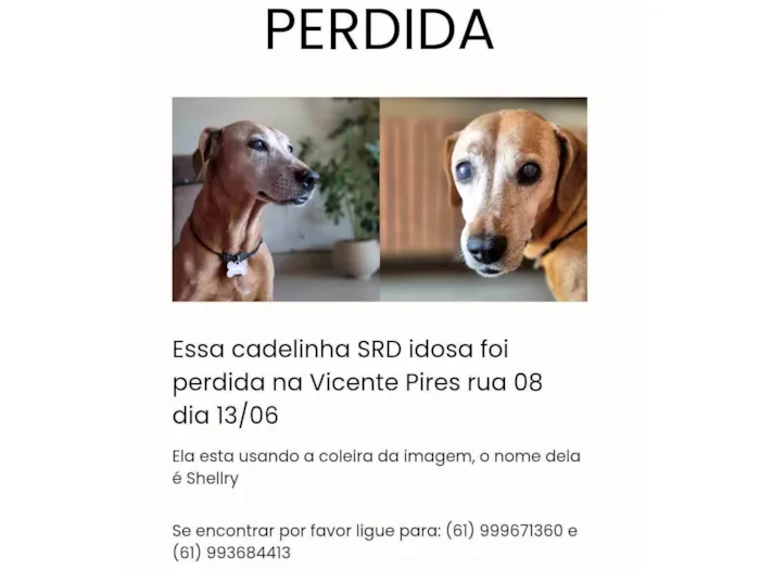 Cachorro ra a SRD-ViraLata idade 6 ou mais anos nome Shellry 