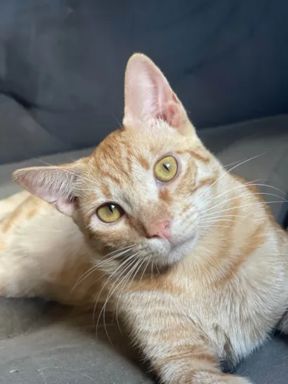 Gato raça SRD-ViraLata idade 1 ano nome Klaus