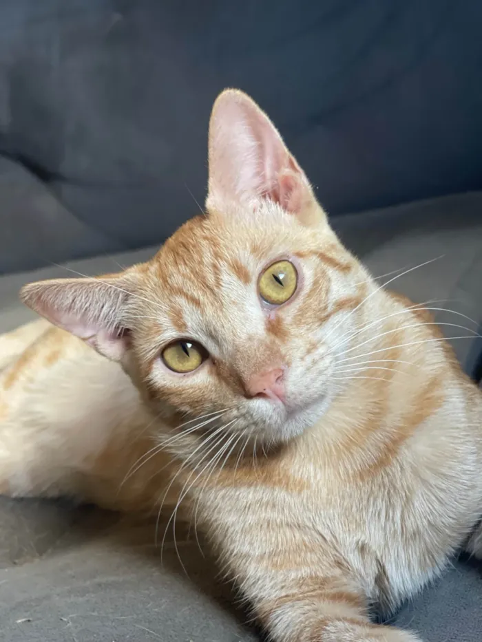 Gato ra a SRD-ViraLata idade 1 ano nome Klaus