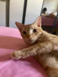Klaus