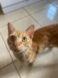 Klaus