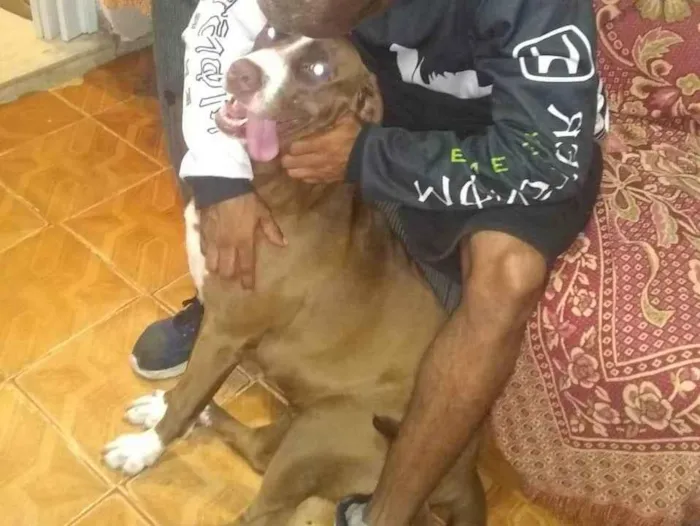 Cachorro ra a Pit-Bull idade 5 anos nome Zaza 