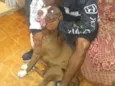Zaza