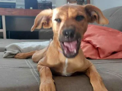 Cachorro raça SRD-ViraLata idade 2 a 6 meses nome Farofa