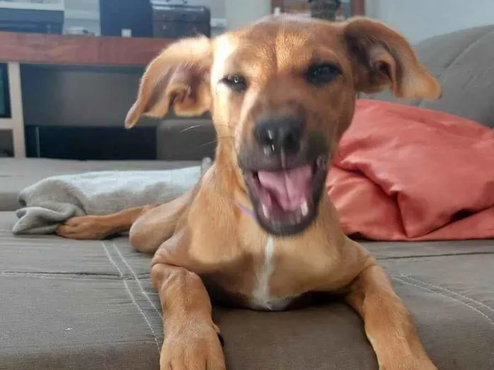 Cachorro ra a SRD-ViraLata idade 2 a 6 meses nome Farofa
