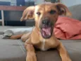 Farofa