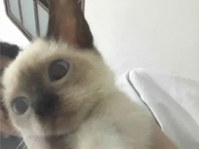 Gato raça Siamês idade 2 a 6 meses nome Lua