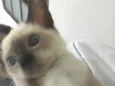 Lua