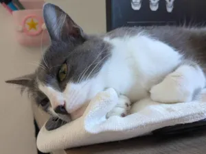 Gato raça SRD-ViraLata idade 2 anos nome Iná