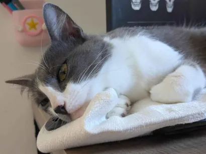 Gato raça SRD-ViraLata idade 2 anos nome Iná