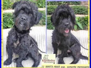 Cachorro raça SRD-ViraLata idade 2 anos nome Joaquim