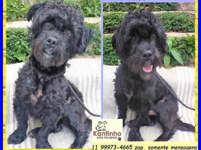 Cachorro ra a SRD-ViraLata idade 2 anos nome Joaquim